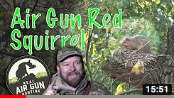 Red Squirrel Hunt: Real Air Gun Hunting